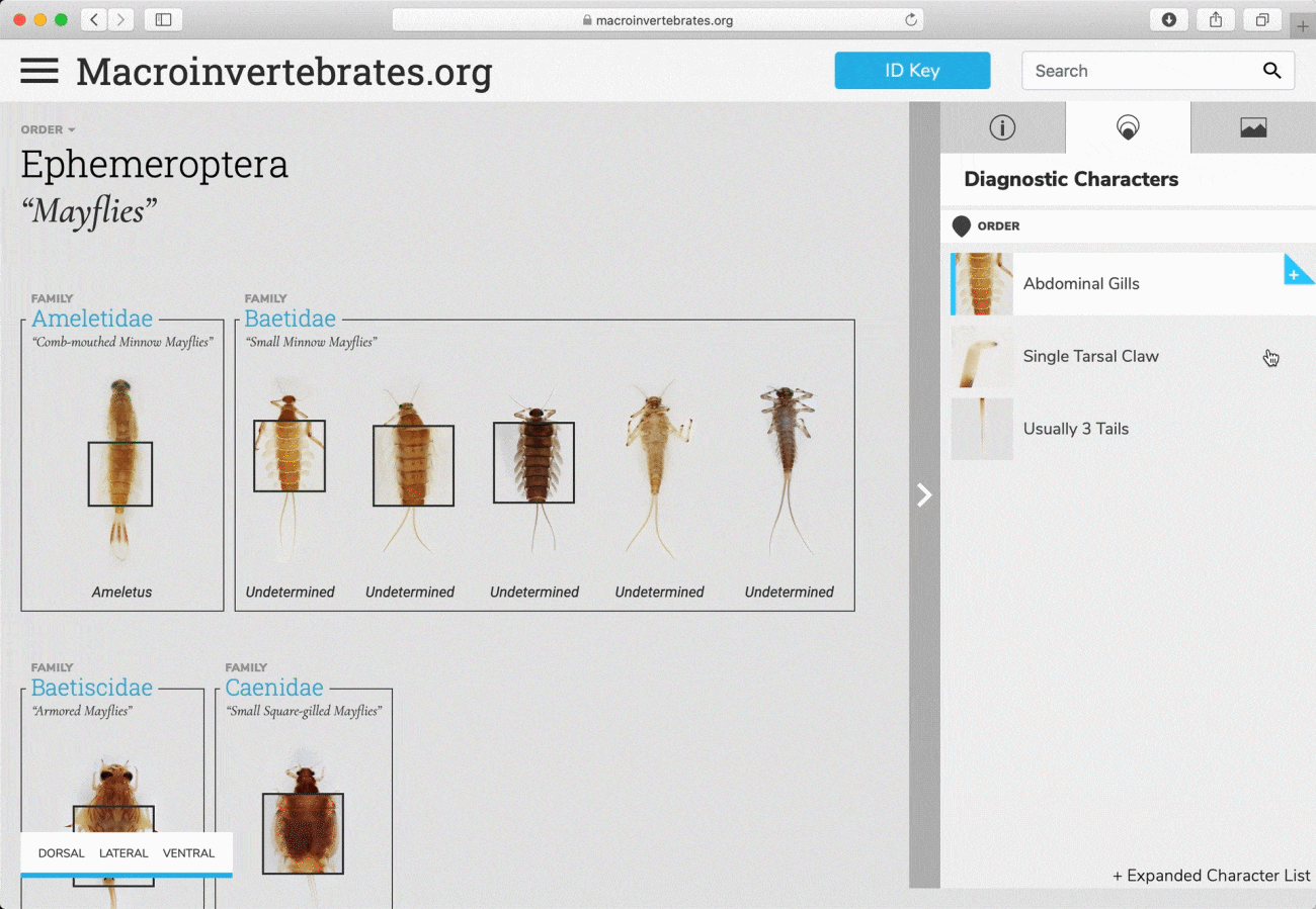 interacting with the informational side panel on Macroinvertebrates.org